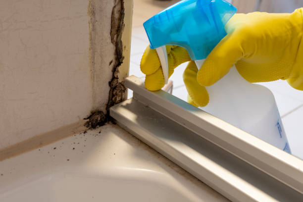 Best Post-Flood Mold Remediation in Delta, OH