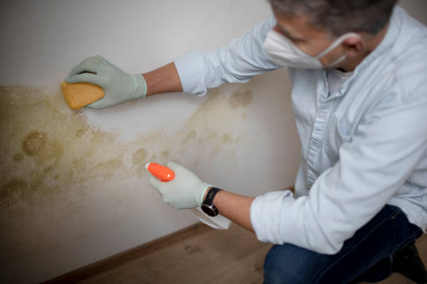 Best Kitchen Mold Remediation in Delta, OH
