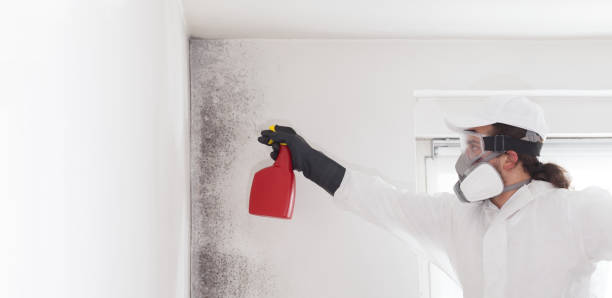 Best Emergency Mold Remediation in Delta, OH