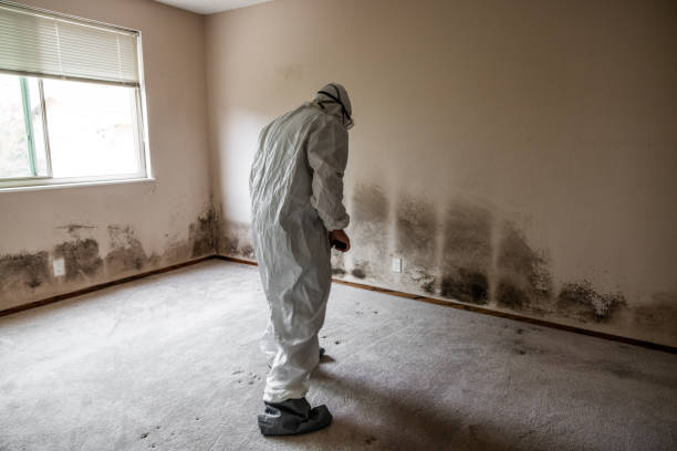 Best Localized Mold Remediation (e.g., coastal areas, humid climates) in Delta, OH