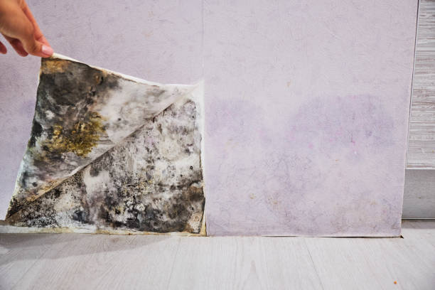 Best Commercial Mold Remediation in Delta, OH